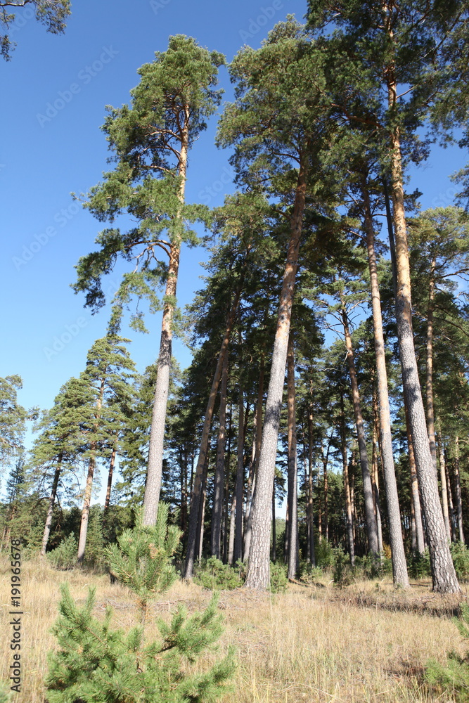 Fototapeta premium Pine forest on a sunny day