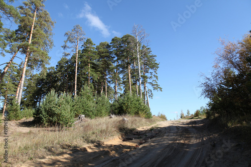 Pine forest on a sunny day