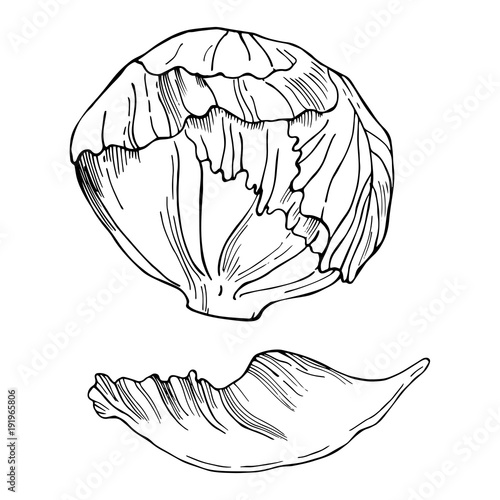 Hand drawn iceberg lettuce. Vector sketch  illustration.