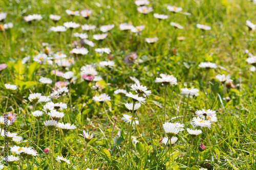 A spring meadow full of light and white tiny daisies