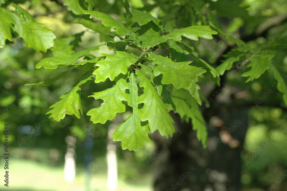 Oak leaves Oak leaves