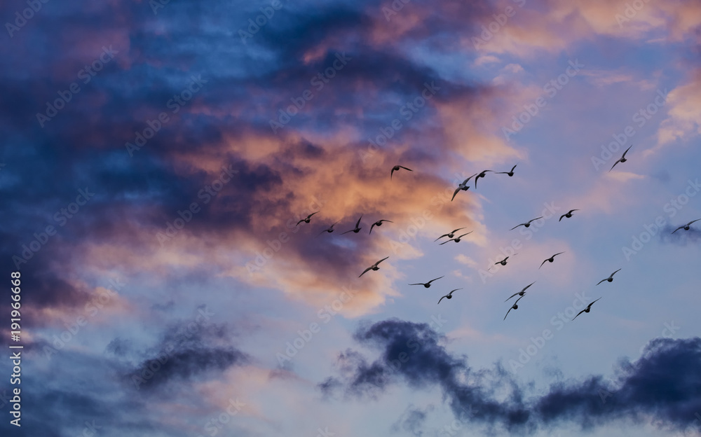 Silhouette of birds flying into the sunset clouds