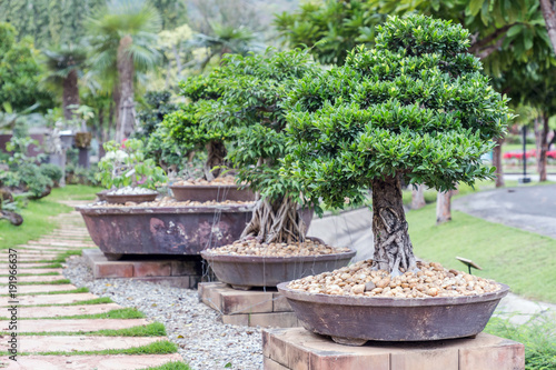 Bonsai tree on ceramic pot in bonsai garden. Small bonsai for interior exterior decoration.
