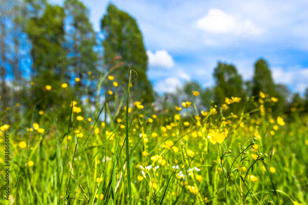 Green field with flowers, meadow with spring grass and buttercup blossoms Green field with flowers, meadow with spring grass and buttercup blossoms