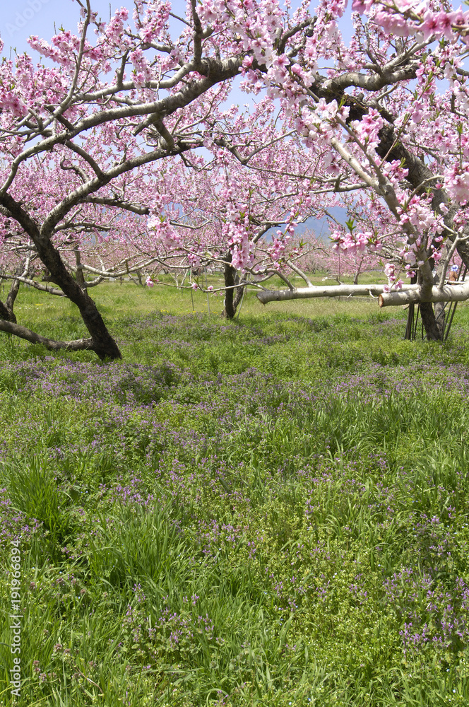 満開の桃の花