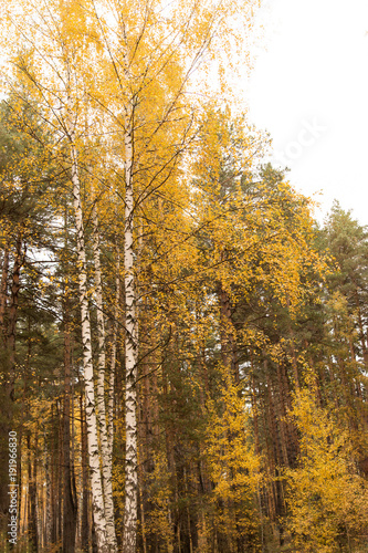 birch trees in autumn
