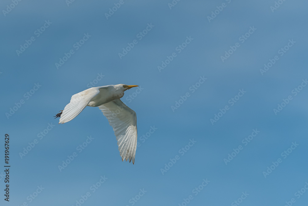 Western Cattle Egret, Bubulcus ibis, beautiful white bird flying in blus sky
Western Cattle Egret, Bubulcus ibis, beautiful white bird flying in blus sky
