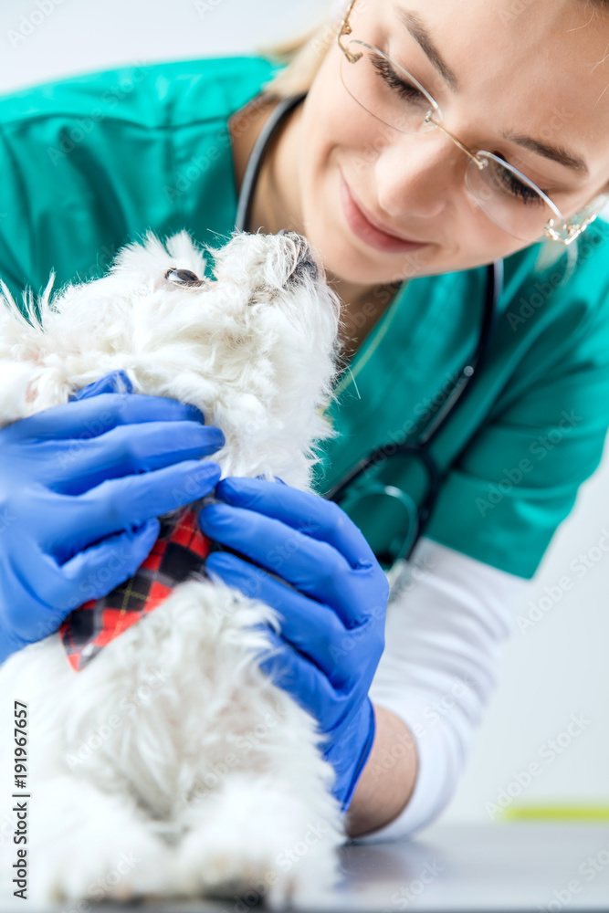 Female vet examines dog and dog enjoys it. Vertical view Female vet examines dog and dog enjoys it. Vertical view