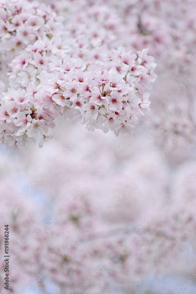 桜 桜