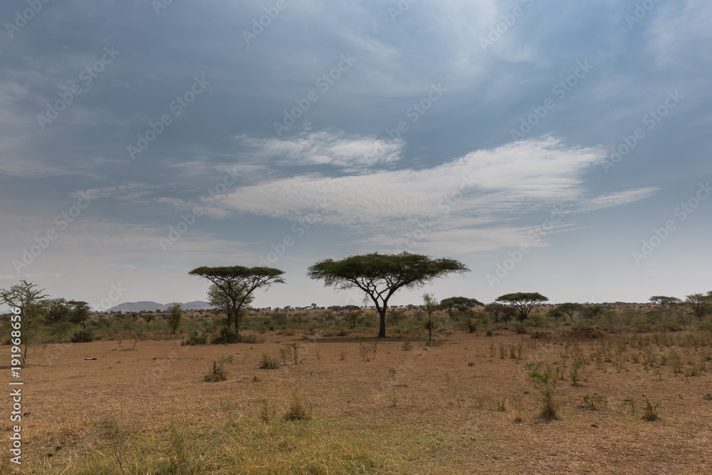 Fototapeta premium Schirmakazie