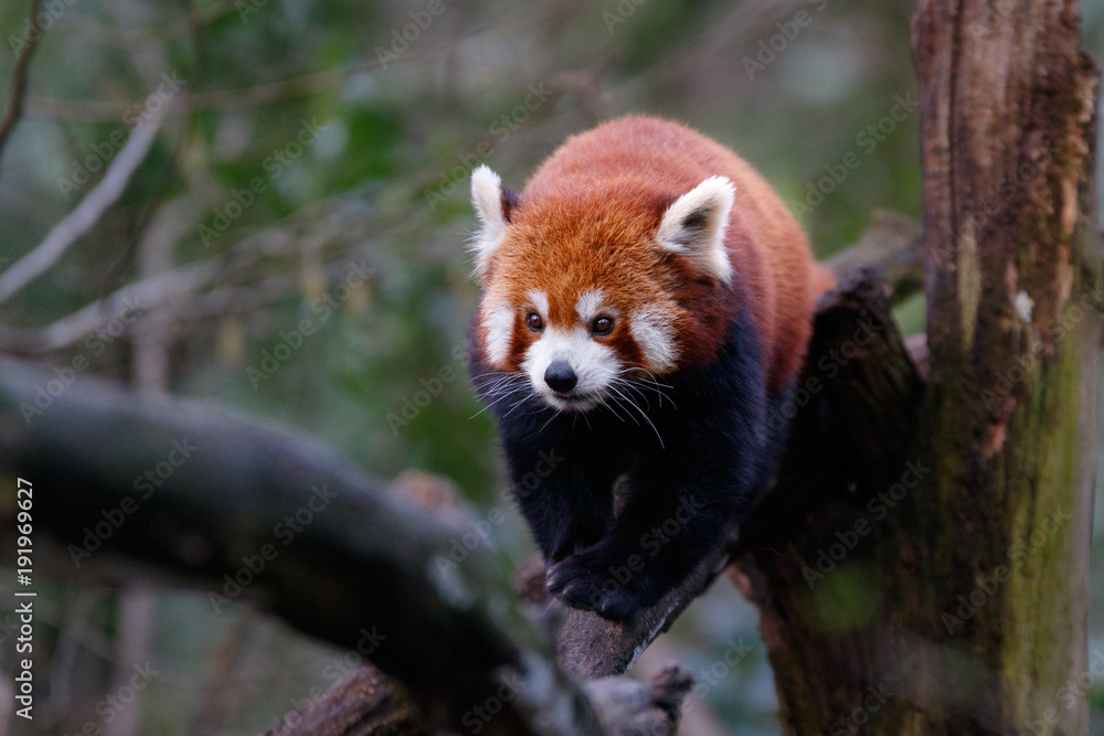Kleiner Panda Kleiner Panda