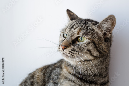 gray cat with green eyes on a white background