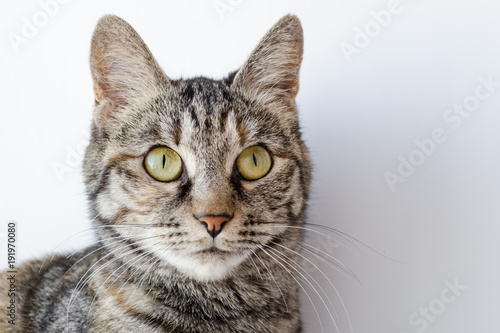 gray cat with green eyes on a white background