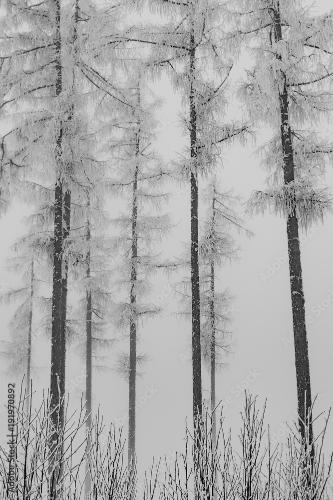 Winter forest. Snow covered trees. Winter forest. Snow covered trees.