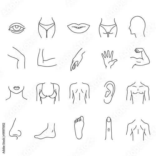 Line human male and female body parts vector set