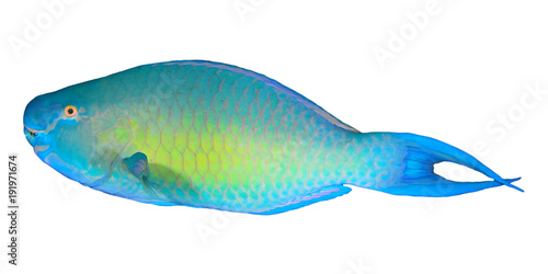 Rusty Parrotfish. Tropical reef fish isolated on white background