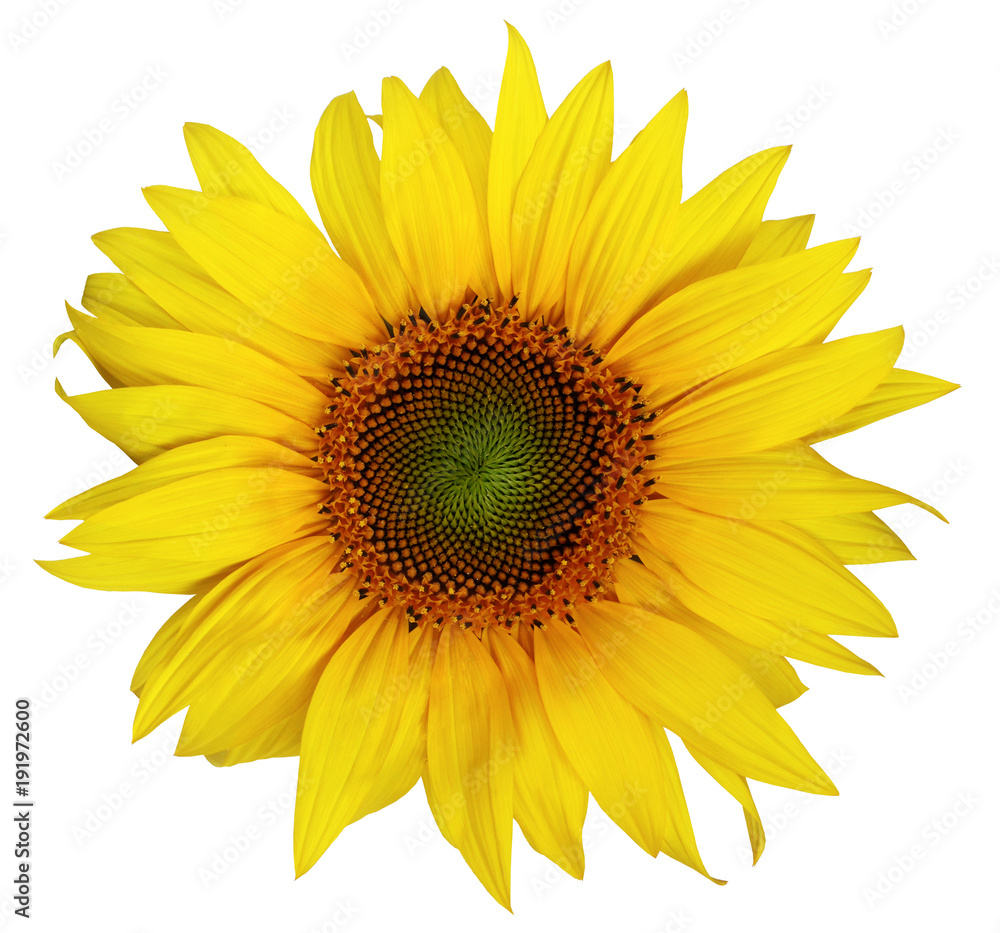 Obraz premium Beautiful sunflower isolated on a white background.