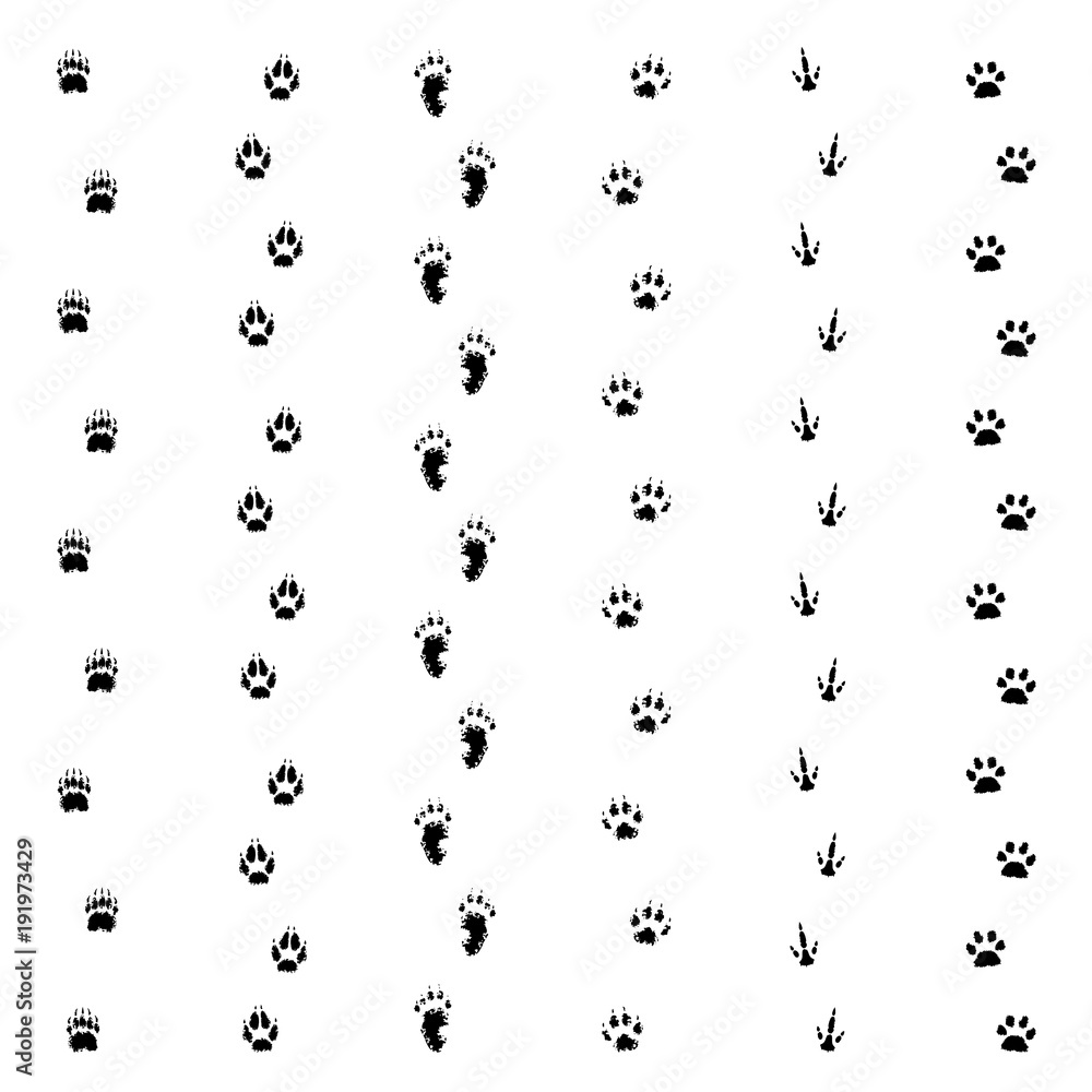 Traces of wild animals. Traces of wild animals.