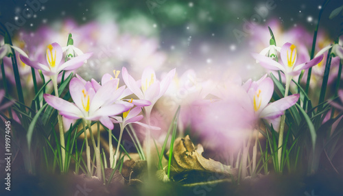 Beautiful springtime nature background with crocuses and snowdrops blooming. Dreamy soft focus effect.