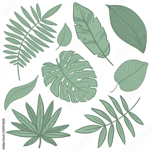 Vector tropical palm leaves, jungle, split leaf, philodendron, set isolated on white background.