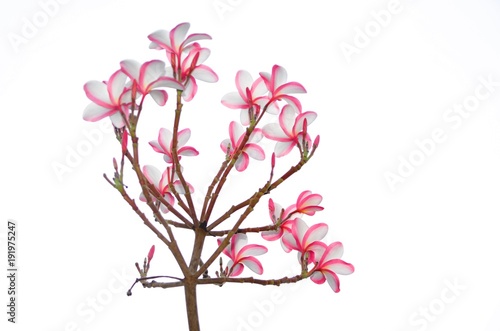 blooming of pink plumeria on white background