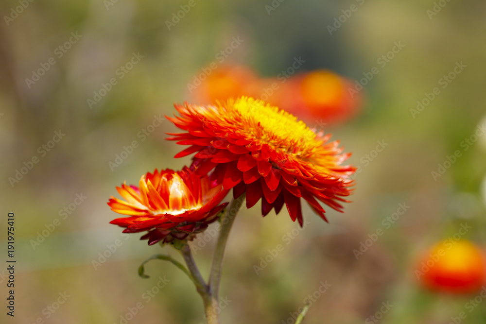 Red everlasting or straw flower ( helichrysum bracteatum willd ) blooming in the garden Red everlasting or straw flower ( helichrysum bracteatum willd ) blooming in the garden