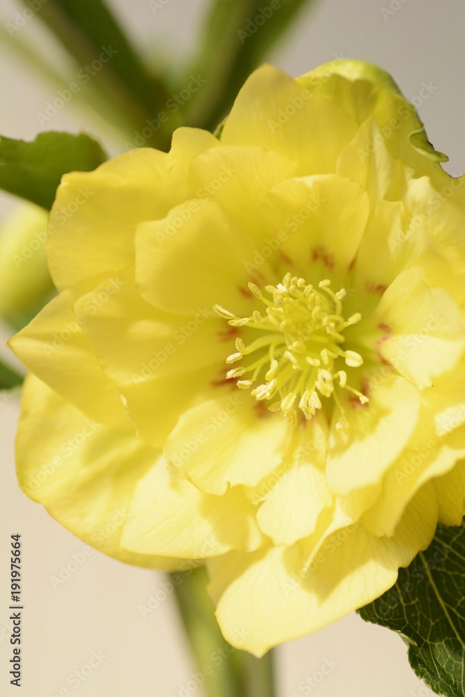 Fototapeta premium クリスマスローズ イエロー ダブルのアップ