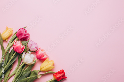 Tulips on a pink background. Flat lay and top view.
