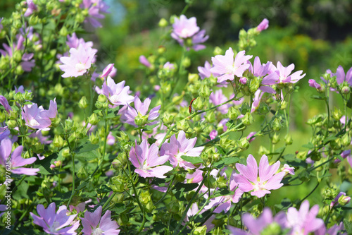 Fototapeta Naklejka Na Ścianę i Meble -  Althaea officinalis or marsh mallow flowers. Marshmallow is used as a medicinal plant and ornamental plant.