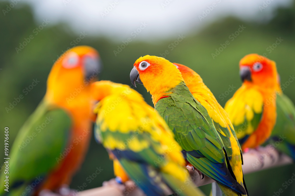 Sun Conure parrot