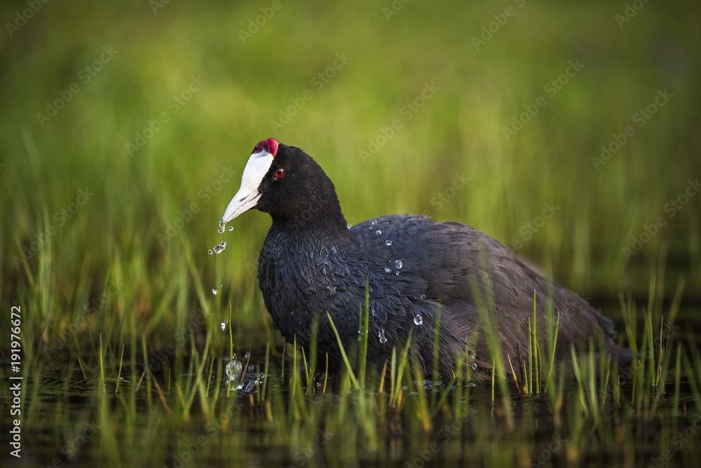 Red knobbed coot in water, South Africa Red knobbed coot in water, South Africa