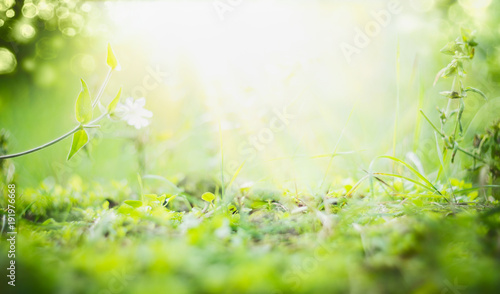 Sunny summer background with green grass , sun shine and bokeh