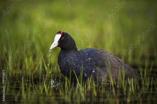 Red knobbed coot in water, South Africa