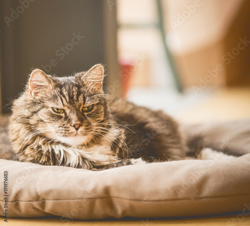 Old cray fluffy cat lies on litter on floor and looking at camera, cozy home scene