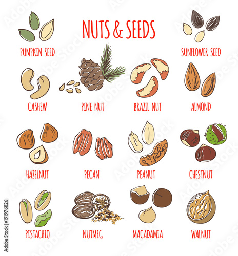 Big set of sketchy doodles of the most popular nuts and seeds: almond, peanut, walnut, pistachio, hazelnut. Collection of colored hand drawn elements isolated on white. Colorful vector illustration.