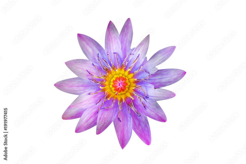The close up of purple or violet lotus with the white background , isolated style.