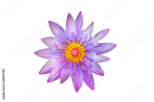 The close up of purple or violet lotus with the white background   isolated style.