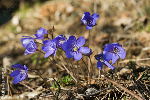 Blooming liverwort (hepatica nobilis) flowers in the early spring, in Finland.