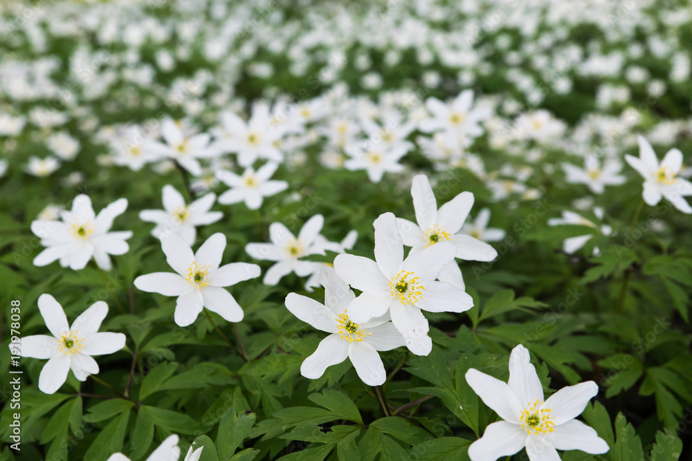 Wood anemone (Anemone nemorosa) spring flowers blooming in forest, in Finland. Wood anemone (Anemone nemorosa) spring flowers blooming in forest, in Finland.