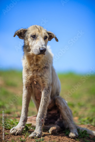 Sad and hungry looking dog