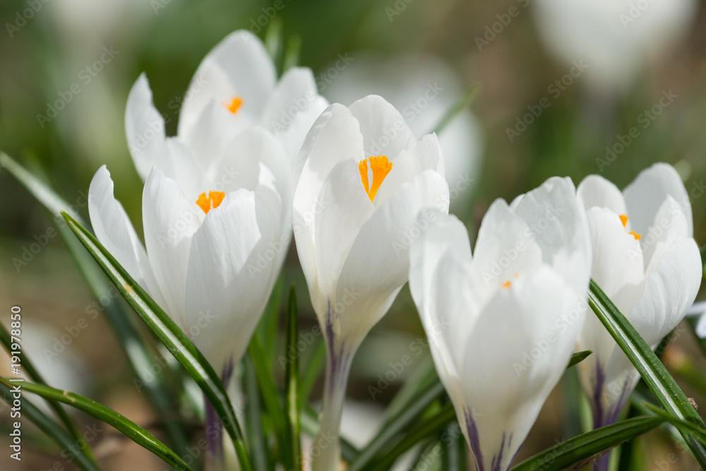 Fototapeta premium White spring crocuses