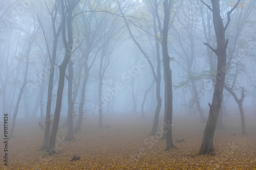Amazing atmosphere in The Hoia Baciu forest  one of the most haunted forest in the world. It s very knowed for the unexplained phenomena.It was a beautiful foggy and colorful morning.