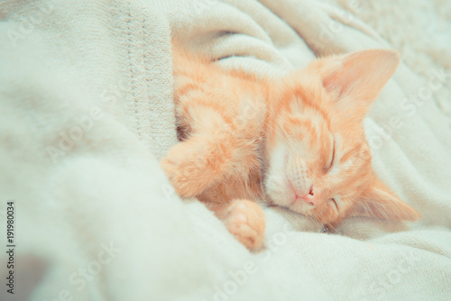 gift for Valentine's Day. Little red kitten. The kitten lies on the fluffy carpet at home. Little Kitten Sleeps. Close-up of a sleeping kitten 
