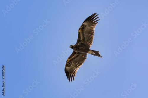 A wedge tail eagle flying in Australia. The large predator is hunting from the sky.