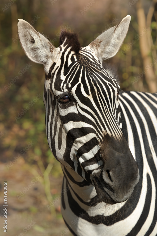 Naklejka premium zebra,