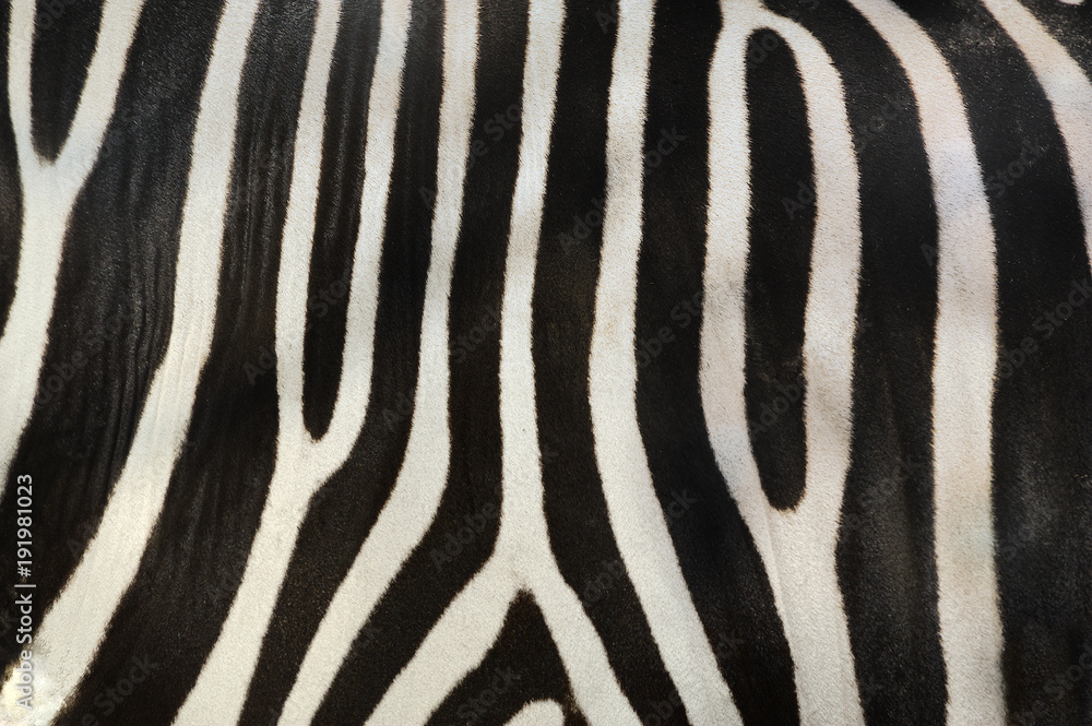 zebra, zebra,