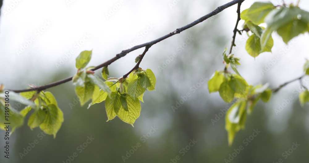 linden branch with young leaves sways on wind linden branch with young leaves sways on wind