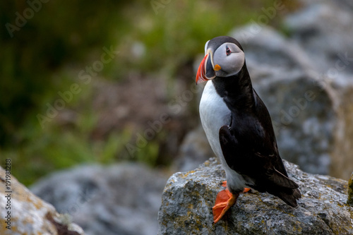 Curious atlantic puffin on a rock