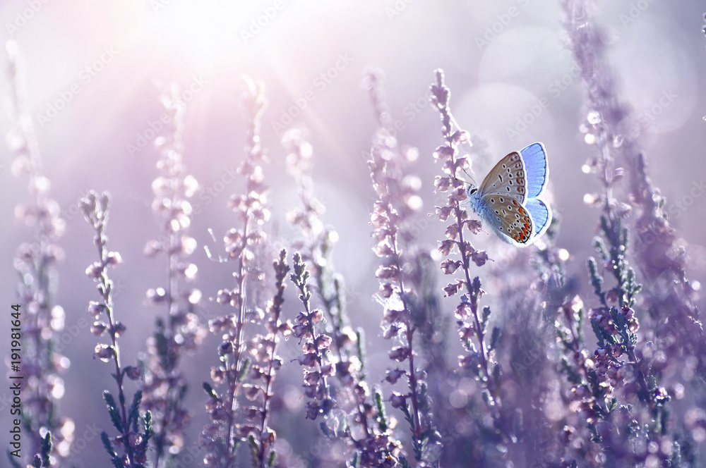 Surprisingly beautiful  colorful floral background. Heather flowers and butterfly in rays of summer sunlight in spring outdoors on nature macro, soft focus. Atmospheric photo, gentle artistic image. - obrazy, fototapety, plakaty 