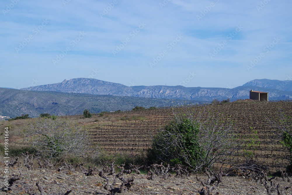 Naklejka premium Vignes sur fond de montagne 